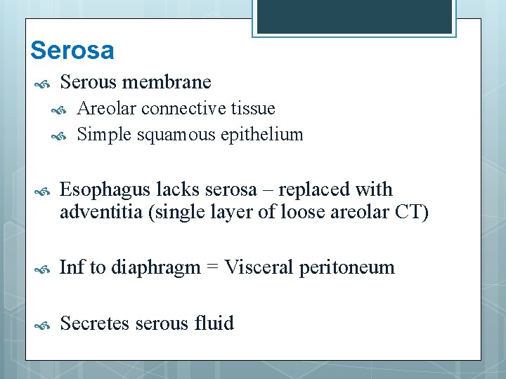 Serosa Serous membrane Areolar connective tissue Simple squamous epithelium Esophagus lacks serosa – replaced