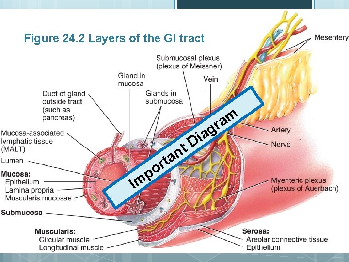 Figure 24. 2 Layers of the GI tract m a gr t n a