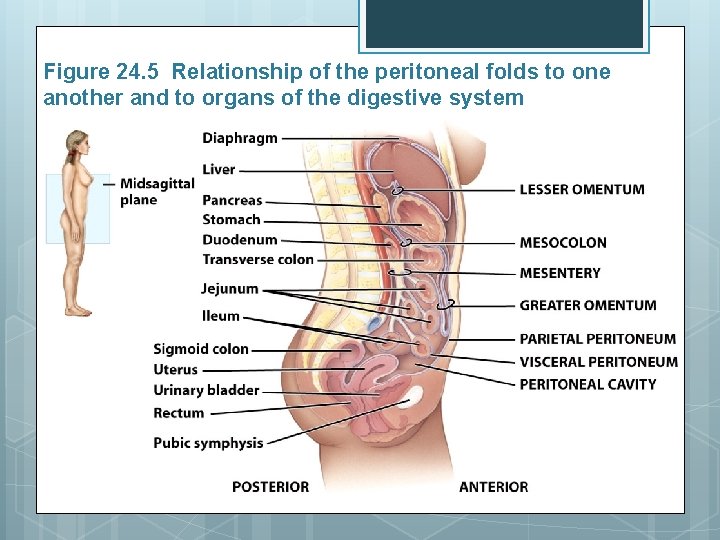 Figure 24. 5 Relationship of the peritoneal folds to one another and to organs