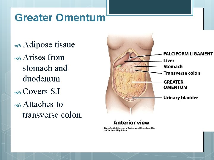 Greater Omentum Adipose tissue Arises from stomach and duodenum Covers S. I Attaches to