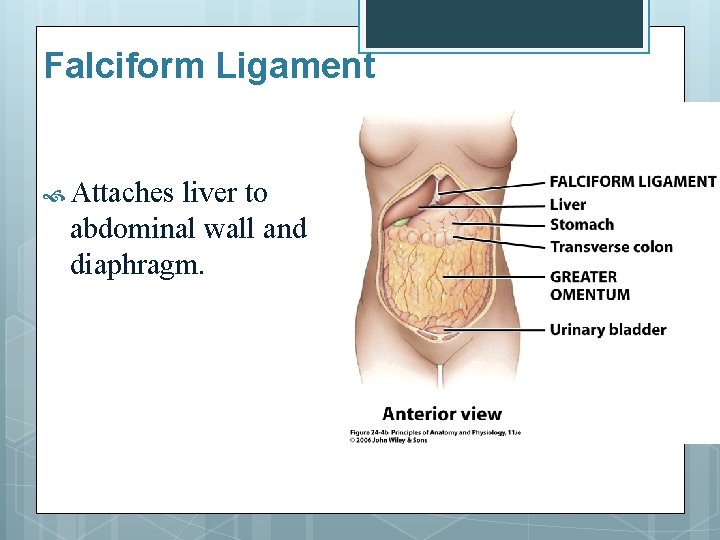 Falciform Ligament Attaches liver to abdominal wall and diaphragm. 