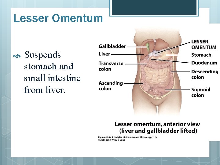 Lesser Omentum Suspends stomach and small intestine from liver. 