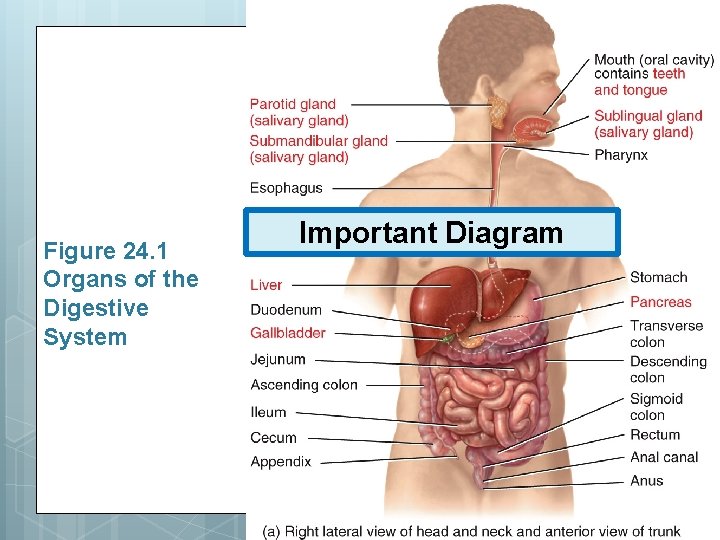Figure 24. 1 Organs of the Digestive System Important Diagram 
