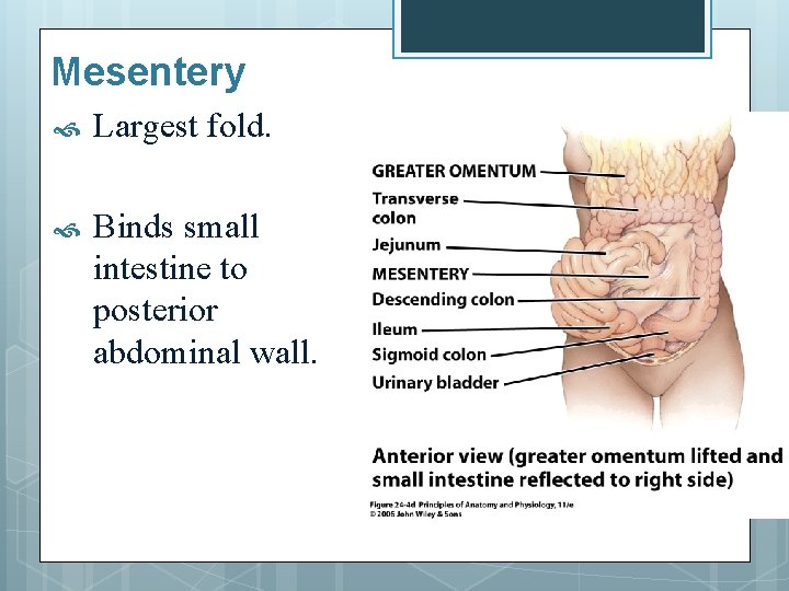 Mesentery Largest fold. Binds small intestine to posterior abdominal wall. 