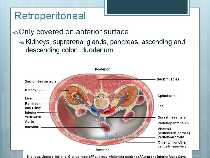 Retroperitoneal Only covered on anterior surface Kidneys, suprarenal glands, pancreas, ascending and descending colon,