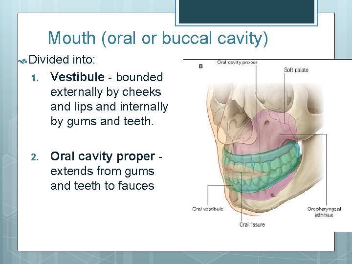 Mouth (oral or buccal cavity) Divided 1. 2. into: Vestibule - bounded externally by