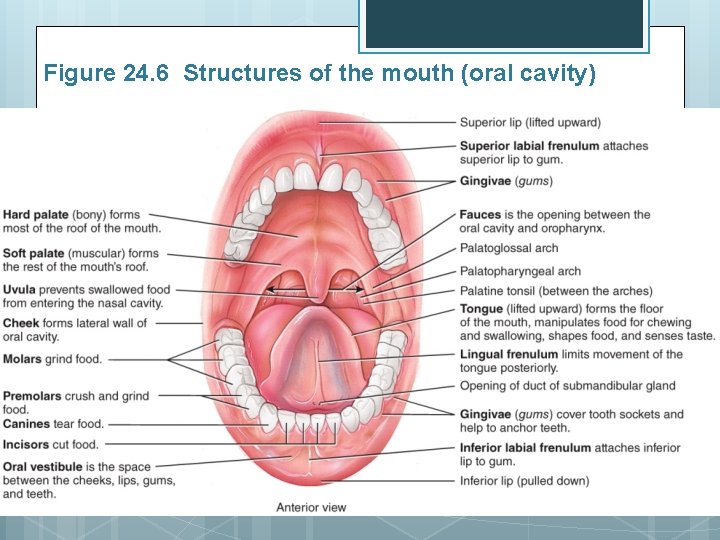 Figure 24. 6 Structures of the mouth (oral cavity) 