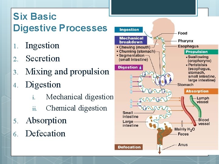 Six Basic Digestive Processes 1. 2. 3. 4. Ingestion Secretion Mixing and propulsion Digestion
