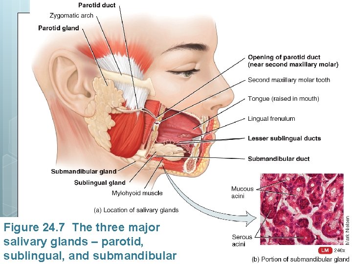 Figure 24. 7 The three major salivary glands – parotid, sublingual, and submandibular 