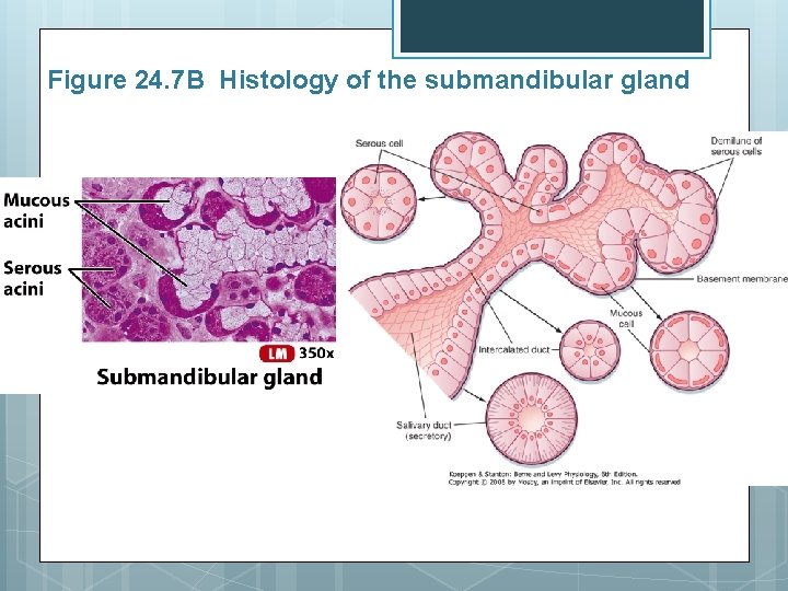 Figure 24. 7 B Histology of the submandibular gland 