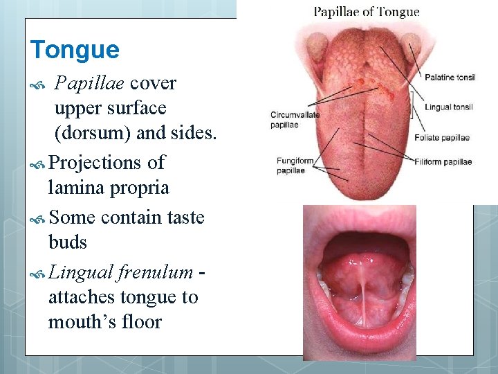 Tongue Papillae cover upper surface (dorsum) and sides. Projections of lamina propria Some contain