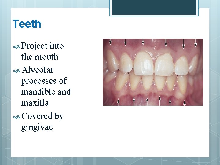 Teeth Project into the mouth Alveolar processes of mandible and maxilla Covered by gingivae