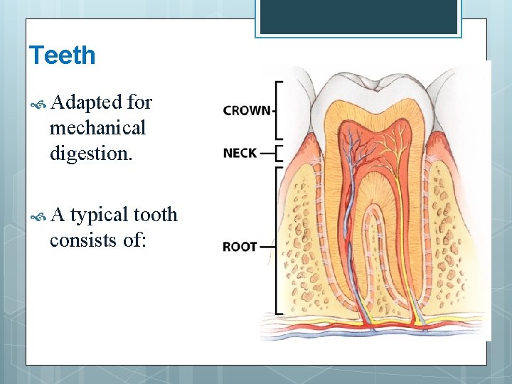 Teeth Adapted for mechanical digestion. A typical tooth consists of: 