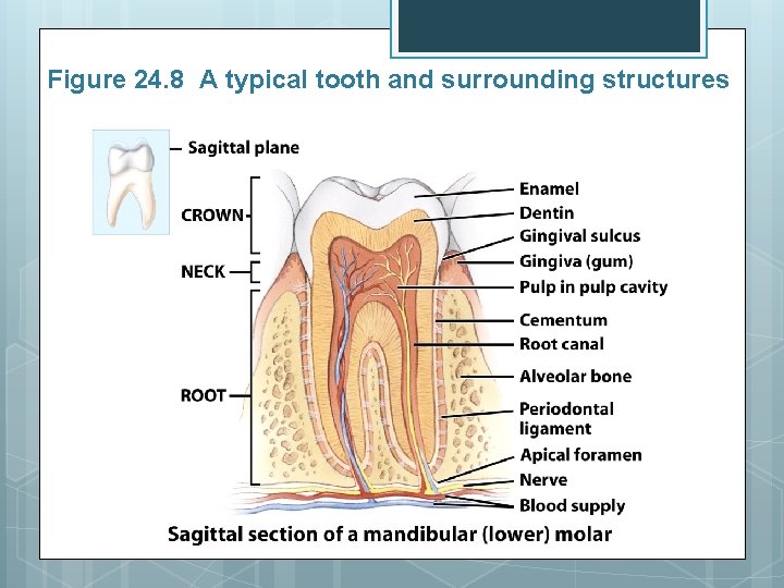 Figure 24. 8 A typical tooth and surrounding structures 