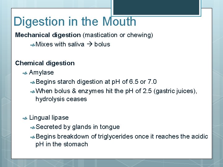 Digestion in the Mouth Mechanical digestion (mastication or chewing) Mixes with saliva bolus Chemical