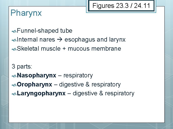 Pharynx Figures 23. 3 / 24. 11 Funnel-shaped tube Internal nares esophagus and larynx