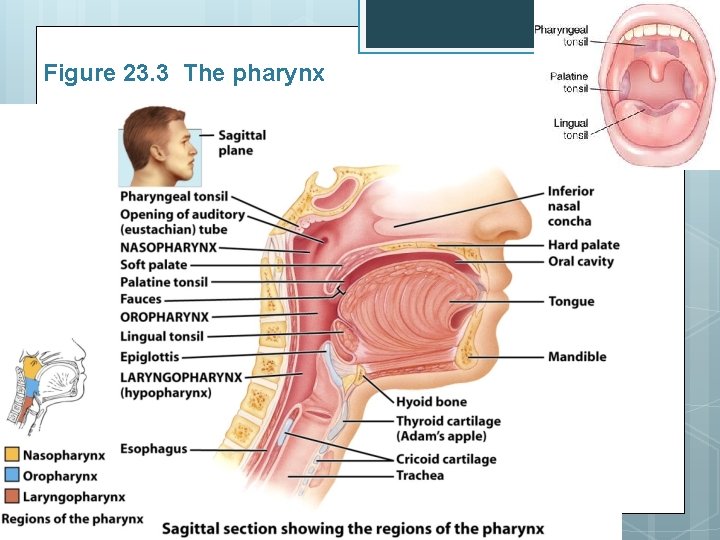 Figure 23. 3 The pharynx 