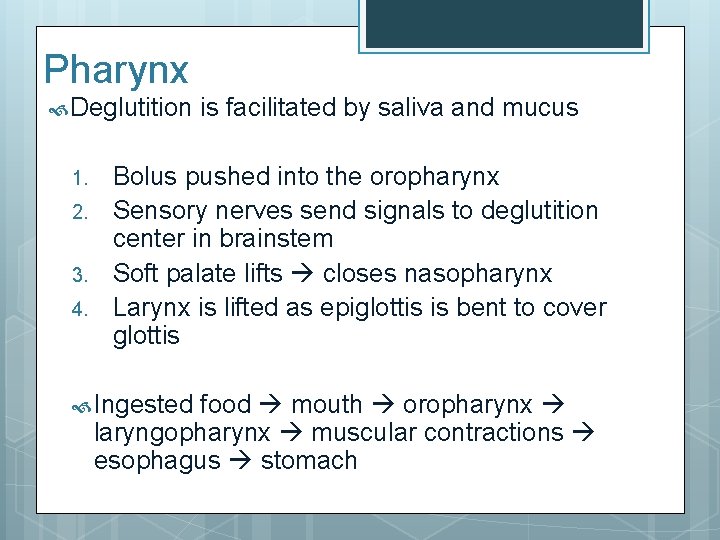 Pharynx Deglutition 1. 2. 3. 4. is facilitated by saliva and mucus Bolus pushed