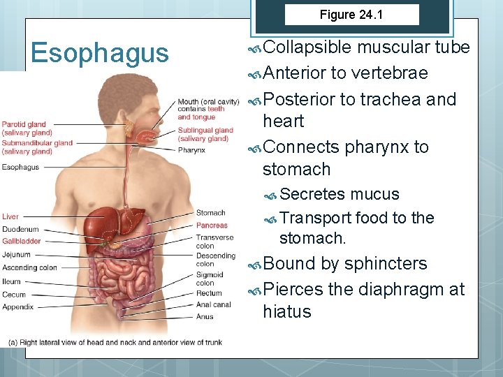 Figure 24. 1 Esophagus Collapsible muscular tube Anterior to vertebrae Posterior to trachea and