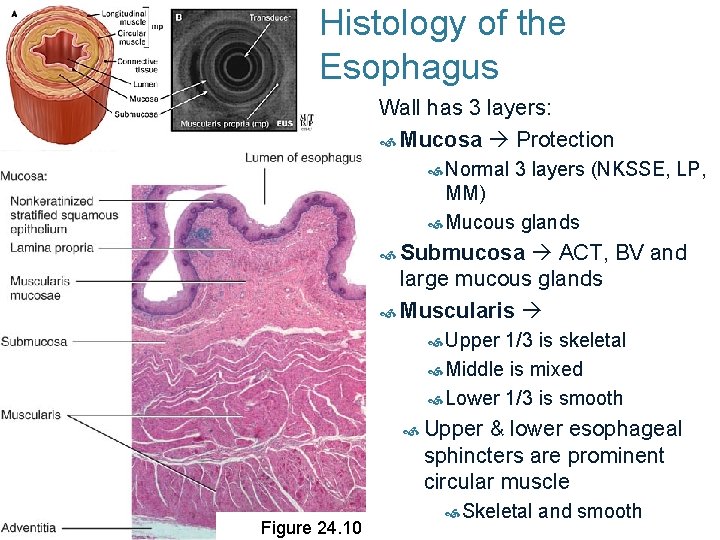 Histology of the Esophagus Wall has 3 layers: Mucosa Protection Normal 3 layers (NKSSE,