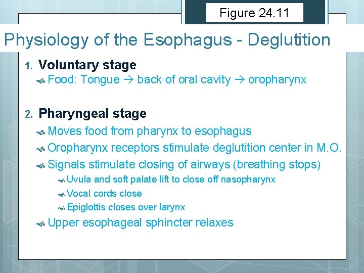 Figure 24. 11 Physiology of the Esophagus - Deglutition 1. Voluntary stage Food: 2.