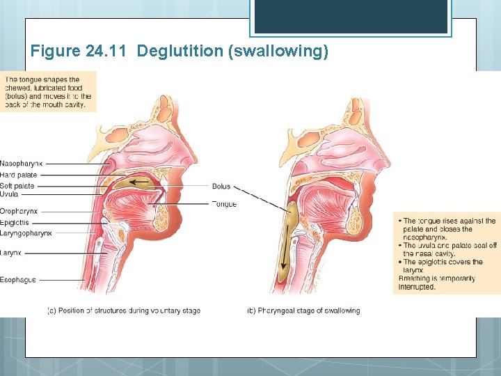 Figure 24. 11 Deglutition (swallowing) 