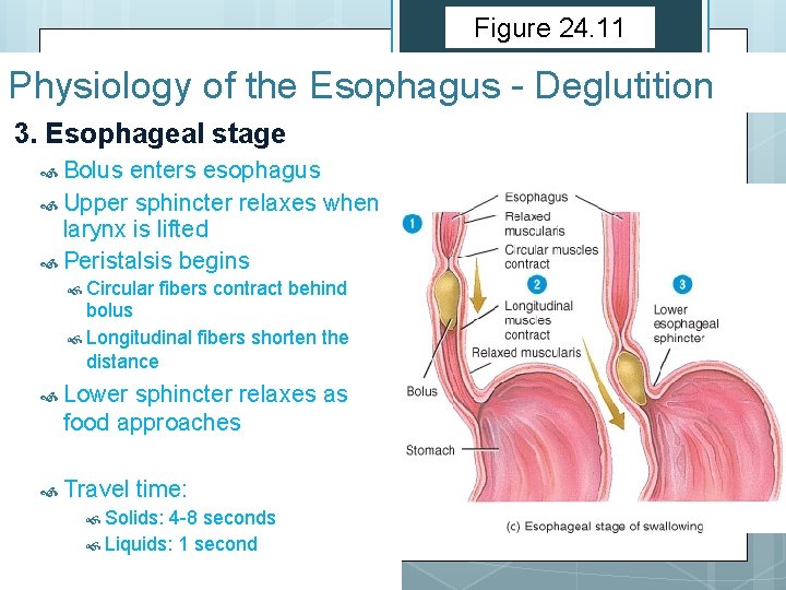 Figure 24. 11 Physiology of the Esophagus - Deglutition 3. Esophageal stage Bolus enters