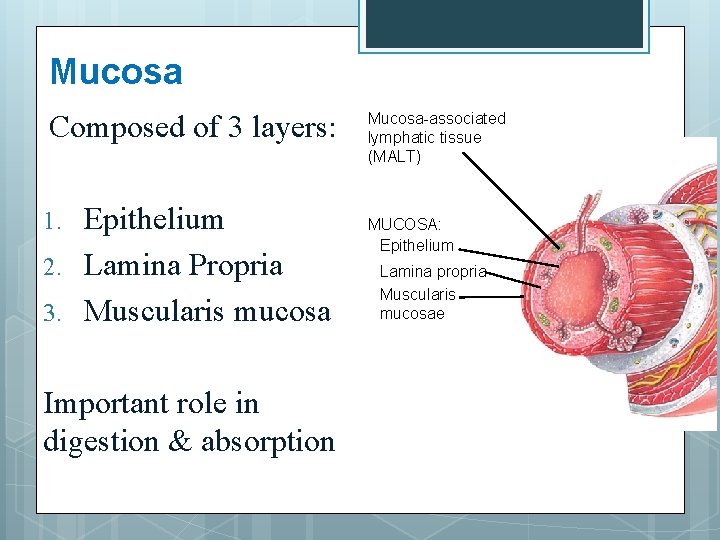 Mucosa Composed of 3 layers: 1. 2. 3. Epithelium Lamina Propria Muscularis mucosa Important