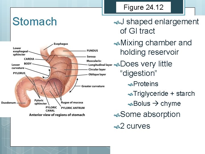 Figure 24. 12 Stomach J shaped enlargement of GI tract Mixing chamber and holding