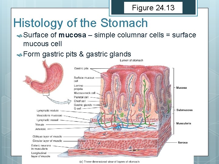 Figure 24. 13 Histology of the Stomach Surface of mucosa – simple columnar cells