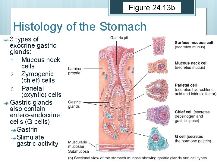 Figure 24. 13 b Histology of the Stomach 3 types of exocrine gastric glands: