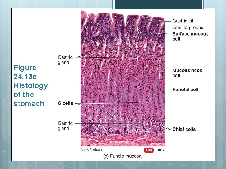 Figure 24. 13 c Histology of the stomach 