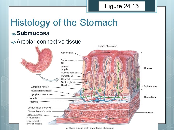 Figure 24. 13 Histology of the Stomach Submucosa Areolar connective tissue 