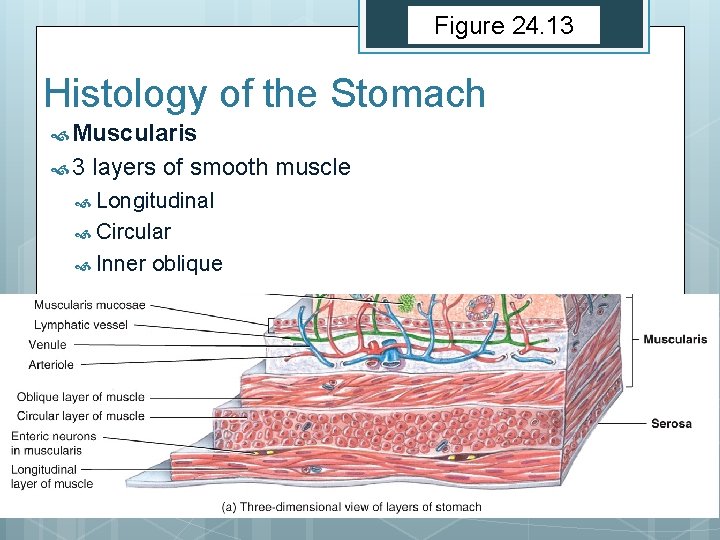 Figure 24. 13 Histology of the Stomach Muscularis 3 layers of smooth muscle Longitudinal
