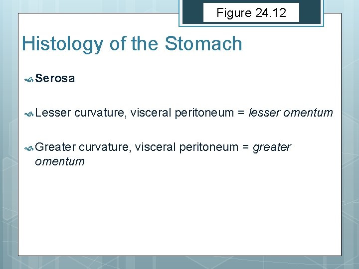 Figure 24. 12 Histology of the Stomach Serosa Lesser curvature, visceral peritoneum = lesser