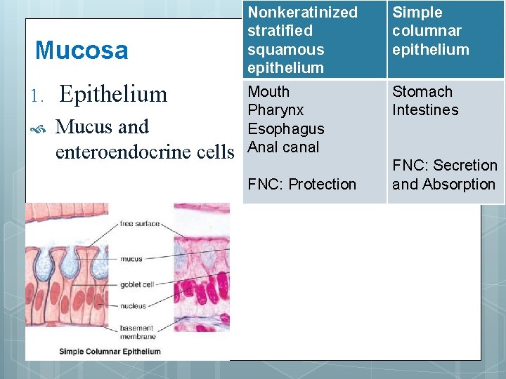 Mucosa 1. Epithelium Mucus and enteroendocrine cells Nonkeratinized stratified squamous epithelium Simple columnar epithelium