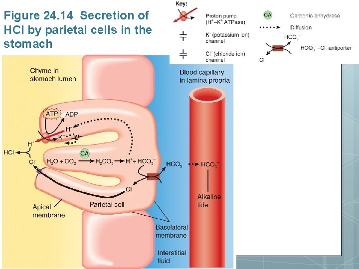 Figure 24. 14 Secretion of HCl by parietal cells in the stomach 