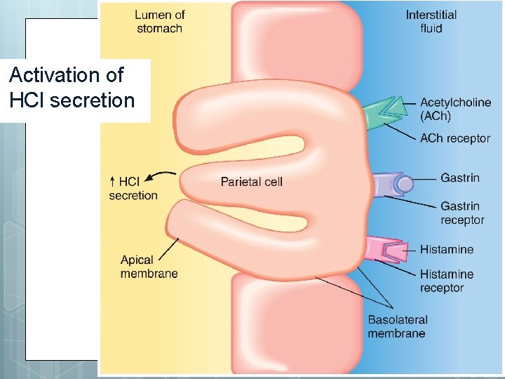 Activation of HCl secretion 