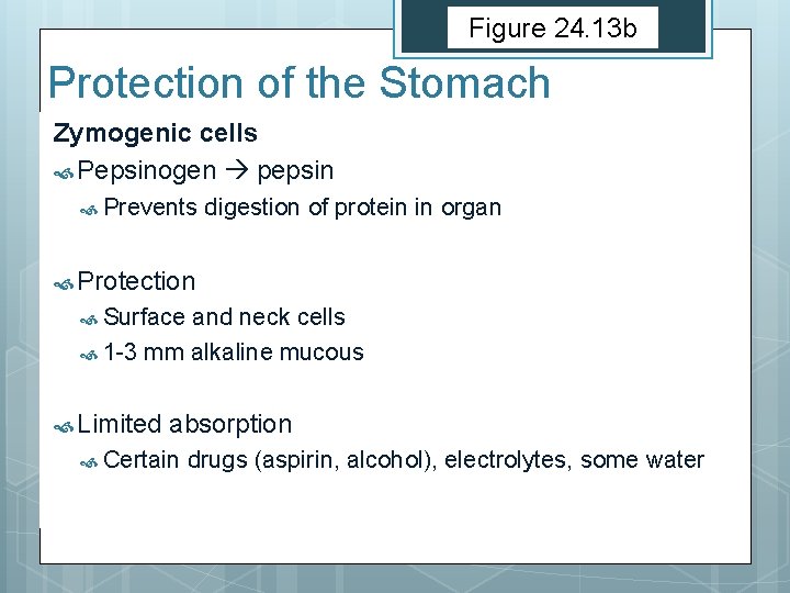 Figure 24. 13 b Protection of the Stomach Zymogenic cells Pepsinogen pepsin Prevents digestion