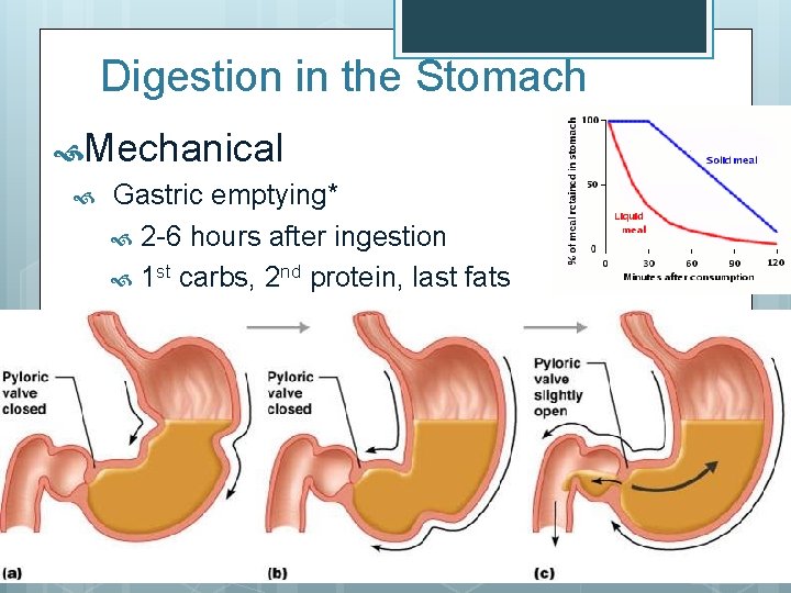 Digestion in the Stomach Mechanical Gastric emptying* 2 -6 hours after ingestion 1 st