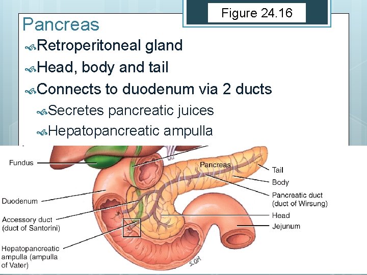 Pancreas Retroperitoneal Figure 24. 16 gland Head, body and tail Connects to duodenum via