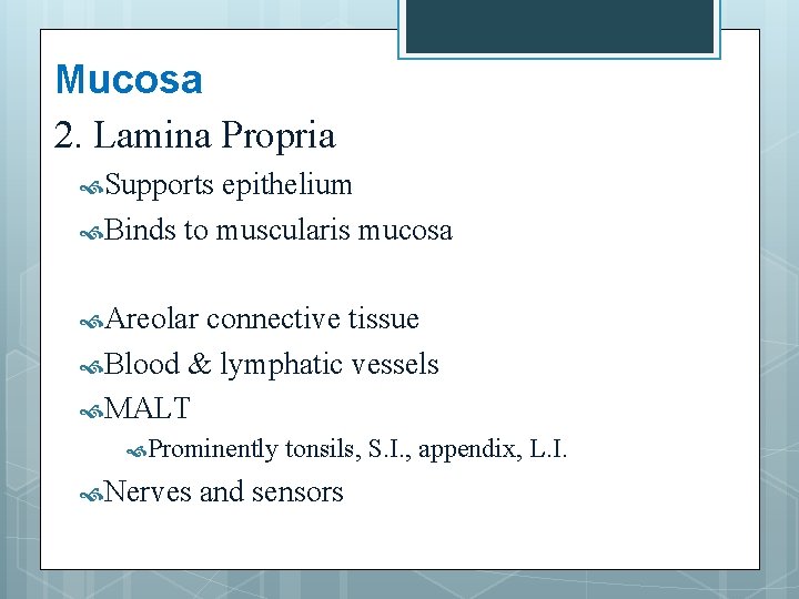 Mucosa 2. Lamina Propria Supports epithelium Binds to muscularis mucosa Areolar connective tissue Blood
