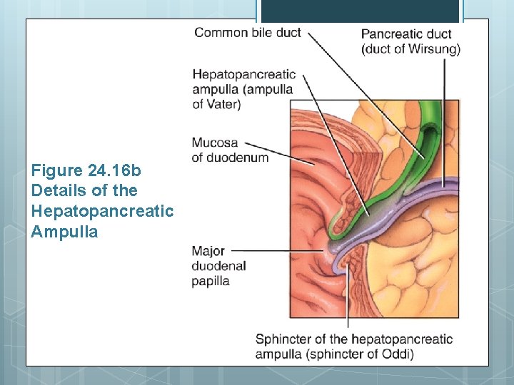 Figure 24. 16 b Details of the Hepatopancreatic Ampulla 