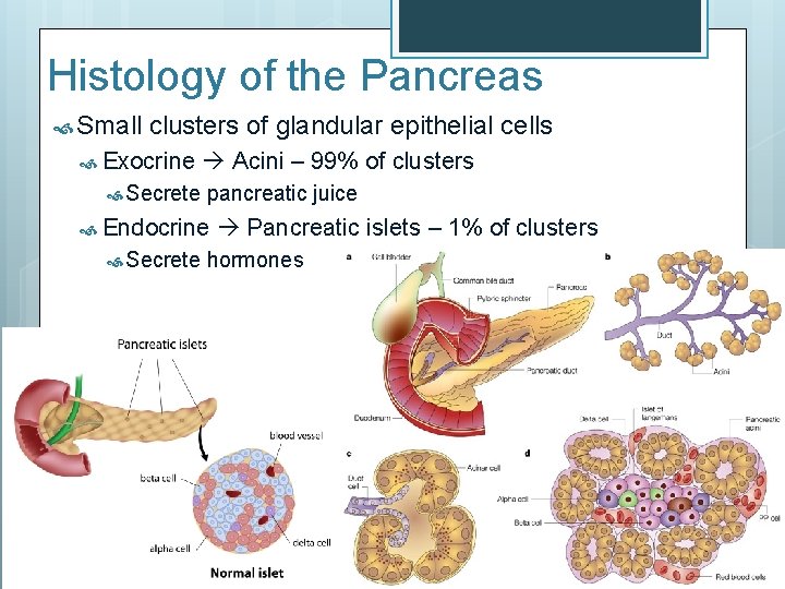 Histology of the Pancreas Small clusters of glandular epithelial cells Exocrine Secrete Acini –