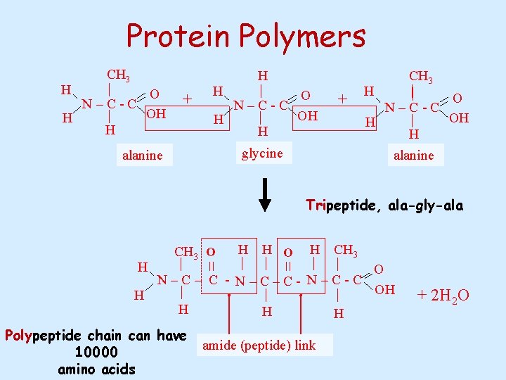 Protein Polymers H CH 3 H O N–C-C OH H H + glycine alanine