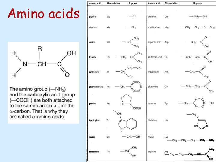 Amino acids 
