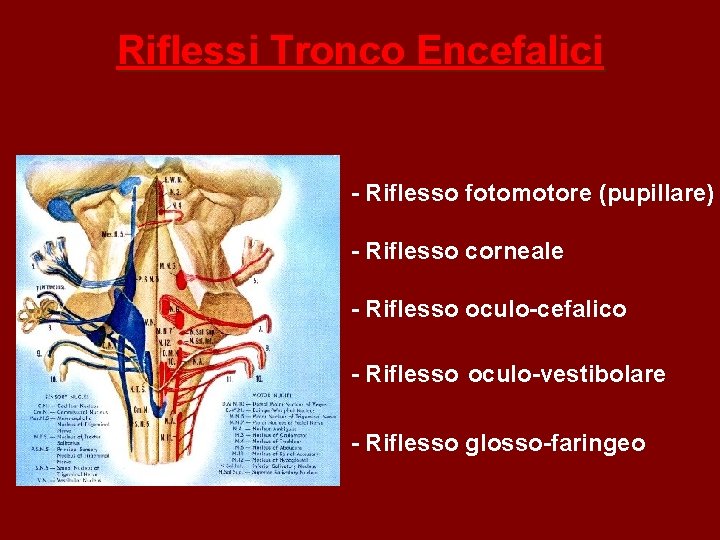 Riflessi Tronco Encefalici - Riflesso fotomotore (pupillare) - Riflesso corneale - Riflesso oculo-cefalico -