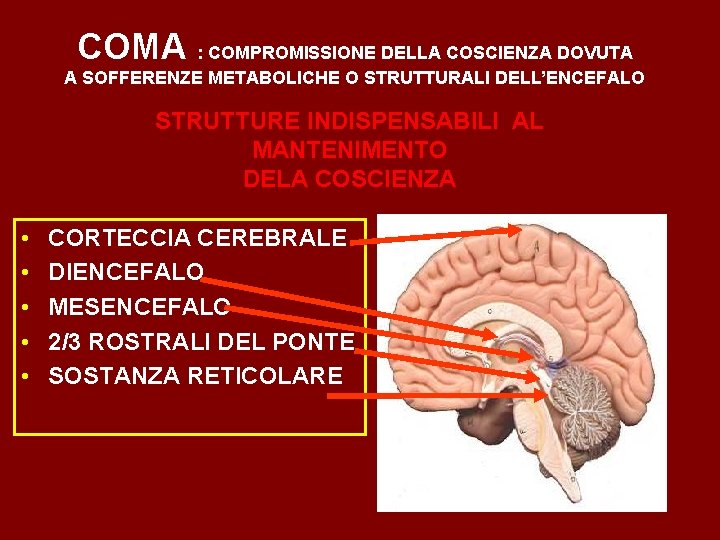 COMA : COMPROMISSIONE DELLA COSCIENZA DOVUTA A SOFFERENZE METABOLICHE O STRUTTURALI DELL’ENCEFALO STRUTTURE INDISPENSABILI