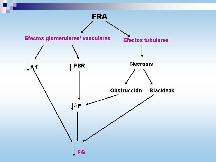 FRA Efectos glomerulares/ vasculares Kf FSR Efectos tubulares Necrosis Obstrucción P FG Blackleak 