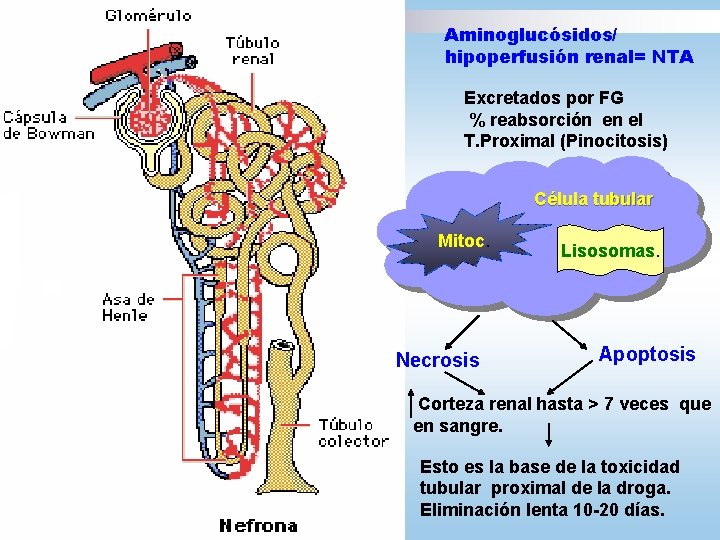 Aminoglucósidos/ hipoperfusión renal= NTA Excretados por FG % reabsorción en el T. Proximal (Pinocitosis)